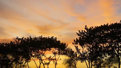 Golden-orange-sunset-with-soft-clouds-and-silhouetted-trees,-slow-motion-zoom-in