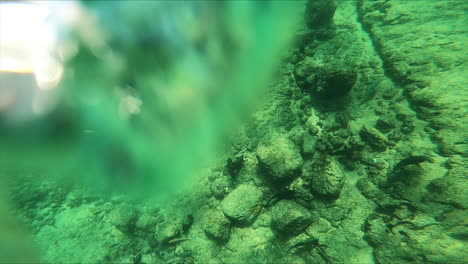 underwater fish swim by snorkeler hands near reef