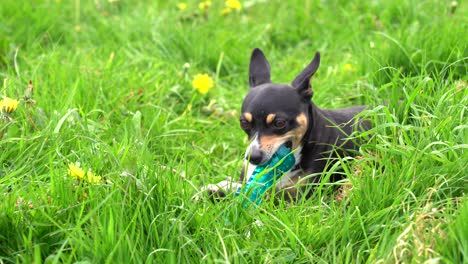 Cute-dog-laying-down-chewing-toy-in-grassed-area-with-dandelions