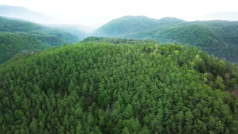 beautiful scene of landing flight on the forest tree region in spring summer time season to trip to nature natural travel outdoor hiking and joyful calm relaxing journey in middle east saudi arabia