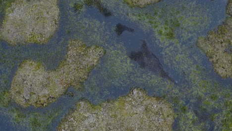 Aerial-Drone-Top-Down-over-Thawed-Tundra-Permafrost-Near-the-Arctic-in-Barrow-Alaska-with-grass-water-and-flowers