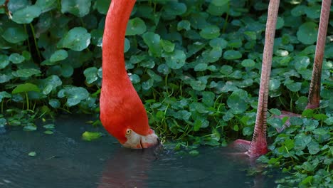 el flamenco sumerge el pico en el agua para alimentarse