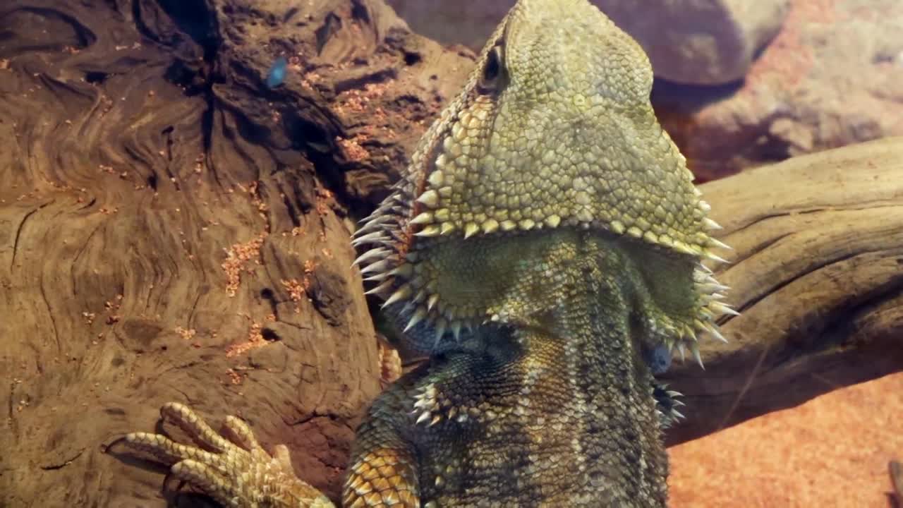 디스플레이에 도마뱀의 근접 촬영