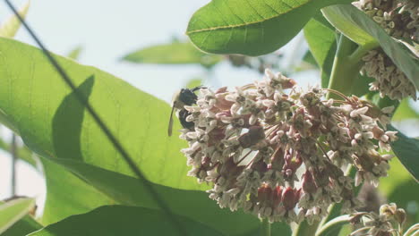 Bumble-Bee-crawling-on-Milkweed,-Slow-Motion