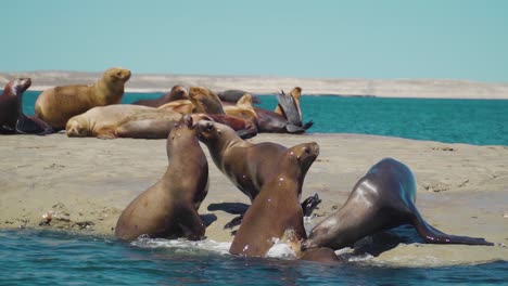 sea lions colony playing along patagonian coastline on a sunny day - slow motion