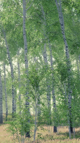 bosque de abedul brumoso
