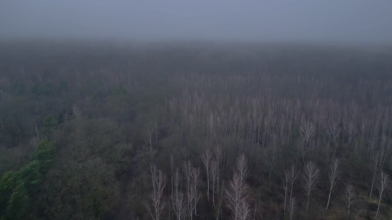 어고 우울한 분위기의 안개 숲 근처의 도로. 좋은 공중 전망 비행 비행 역 드론