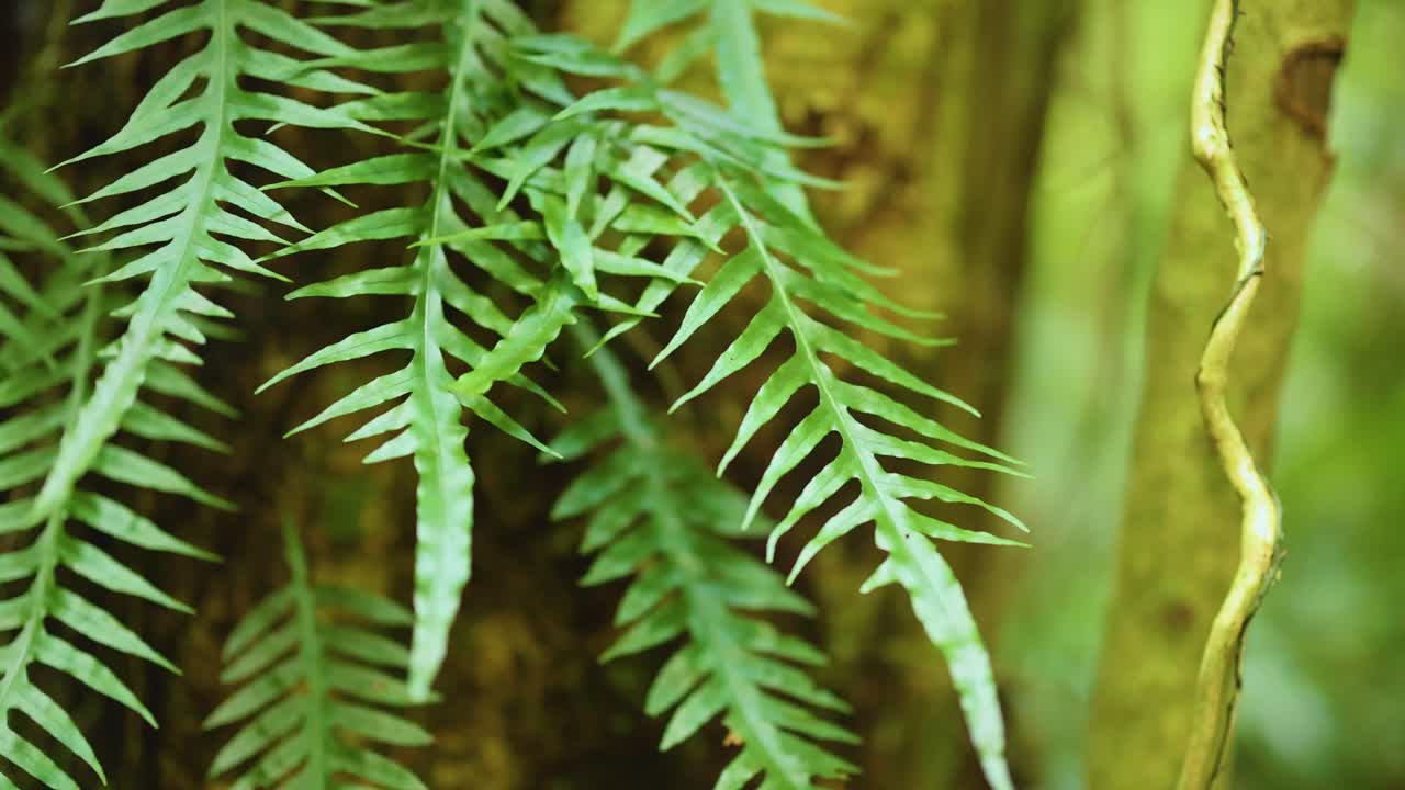 Close-up of vibrant green ferns in a rainforest setting, captured with natural lighting and a steady camera