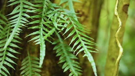 close-up of vibrant green ferns in a rainforest setting, captured with natural lighting and a steady camera