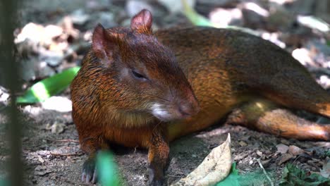 Azaras-Agouti,-Dasyprocta-Azarae,-Die-Sich-Mit-Sexy-Pose-Auf-Den-Boden-Legen-Und-Am-Nachmittag-Im-Schatten-Eindösen,-Wobei-Wunderschönes-Sonnenlicht-Durch-Die-Blätter-Fällt-Und-Schatten-Erzeugt