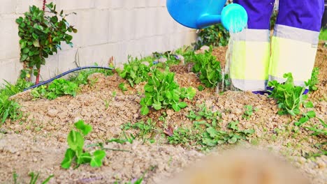 Primer-Plano-De-Un-Jardinero-Mientras-Riega-Un-Huerto-En-Un-Día-Ventoso,-Con-Una-Regadera-Azul