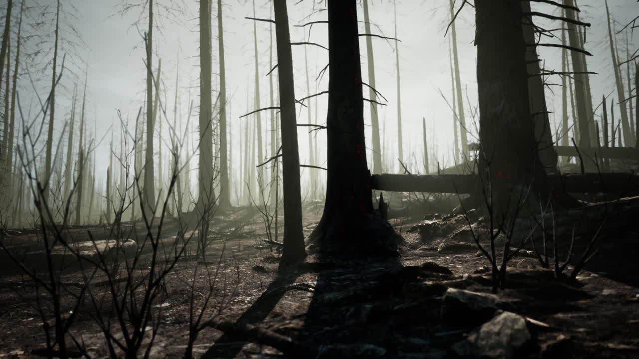 Paesaggio forestale che mostra le conseguenze di un incendio boschivo in un ambiente desolato.
