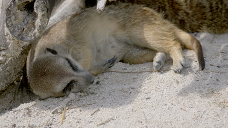 Close-up-shot-of-cute-sleepy-meerkat-sleeping-on-sandy-ground-during-sunlight-at-daytime