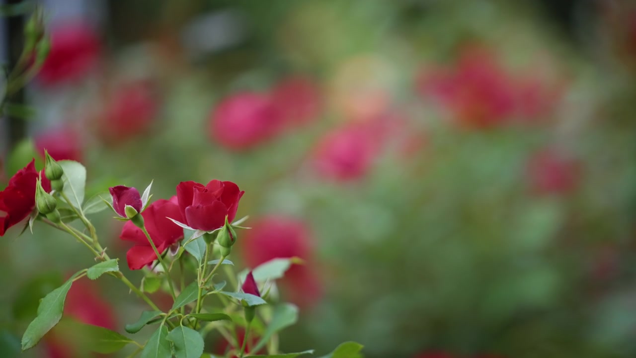 Rosas vermelhas em fundo verde desfocado