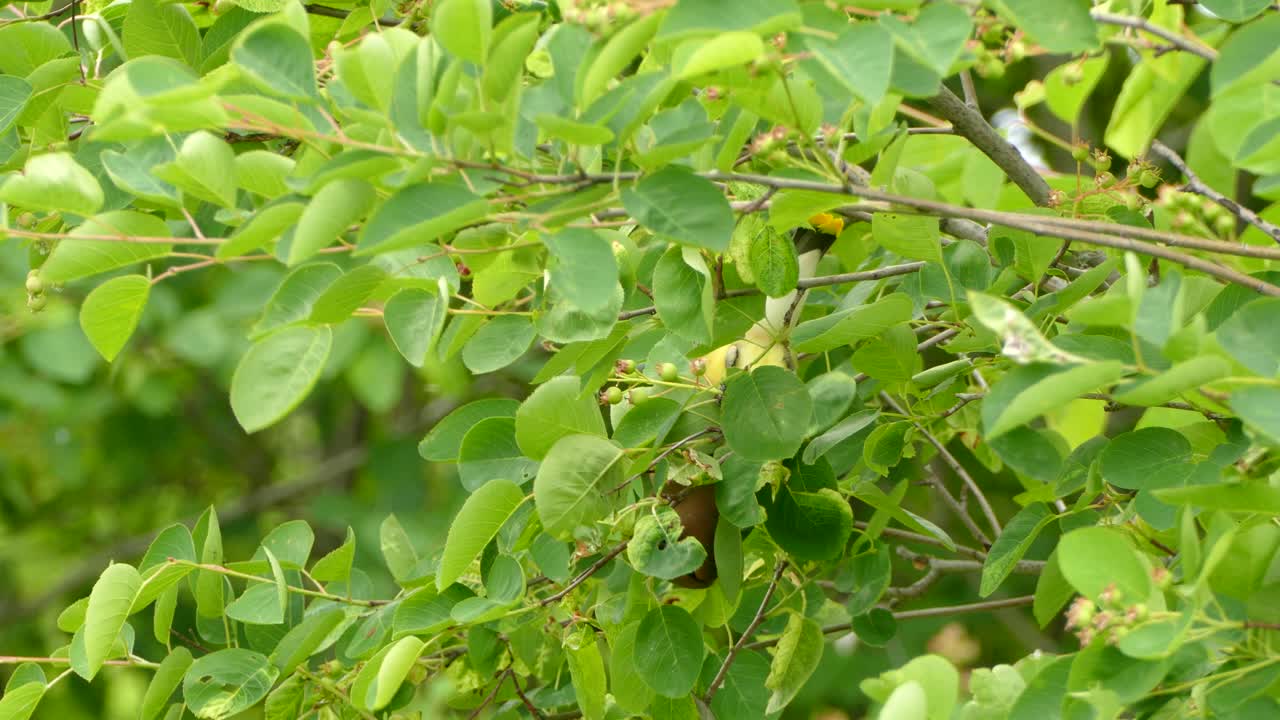 pequeño pájaro colorido sentado entre hojas buscando un pequeño insecto para comer en un día nublado de verano en canadá