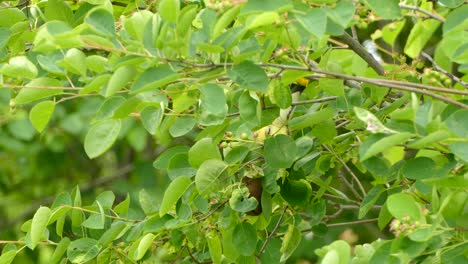 small colorful bird sitting between leaves looking for small insect to eat on a cloudy summer day in canada