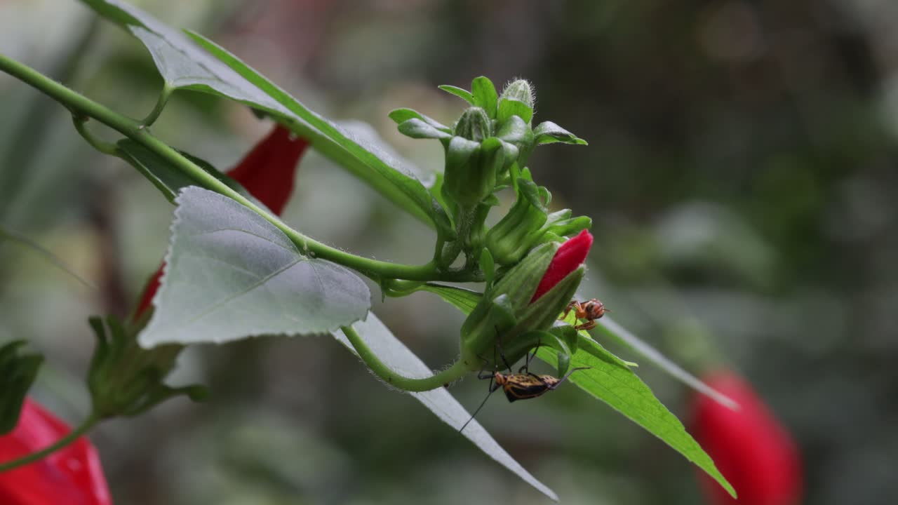 wasp and beetle meet on a flower
