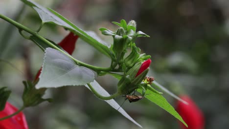 Avispa-Y-Escarabajo-Se-Encuentran-En-Una-Flor\n