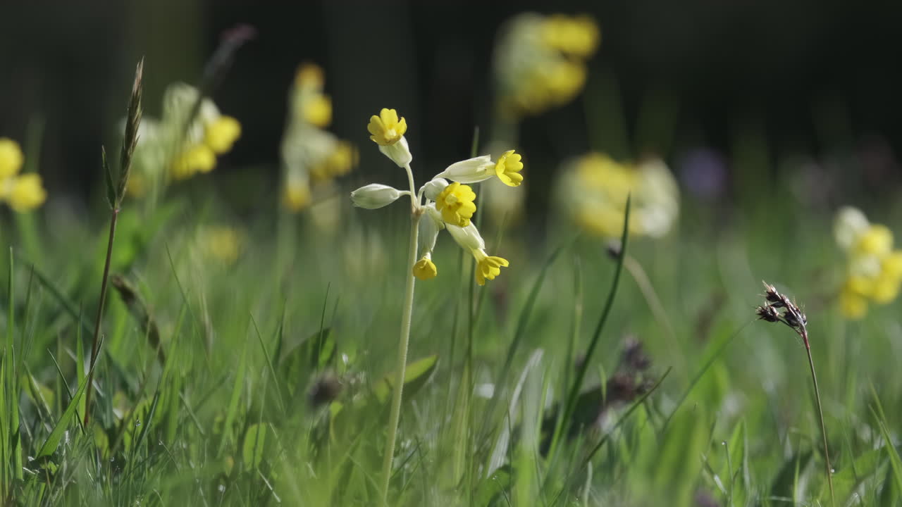 Delicati fiori gialli di primule selvatiche in un prato inglese in primavera.