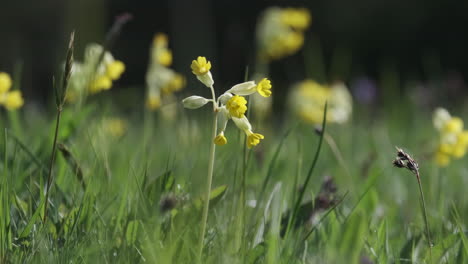 delicate yellow wild cowslip flowers in an english meadow in spring