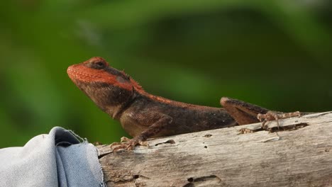 Lagarto-De-Cabeza-Roja-En-El-árbol