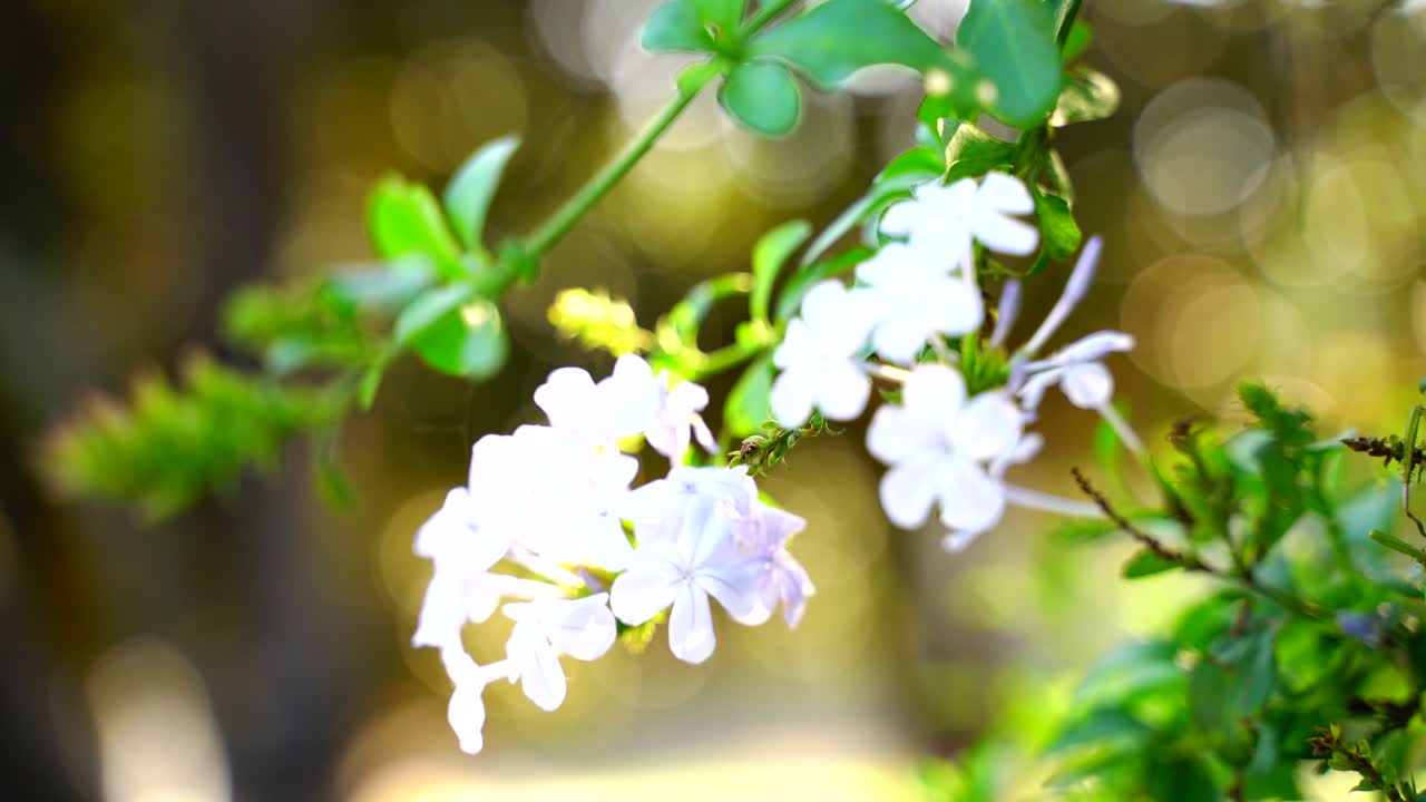 태양-30에 빛나는 정원의 꽃