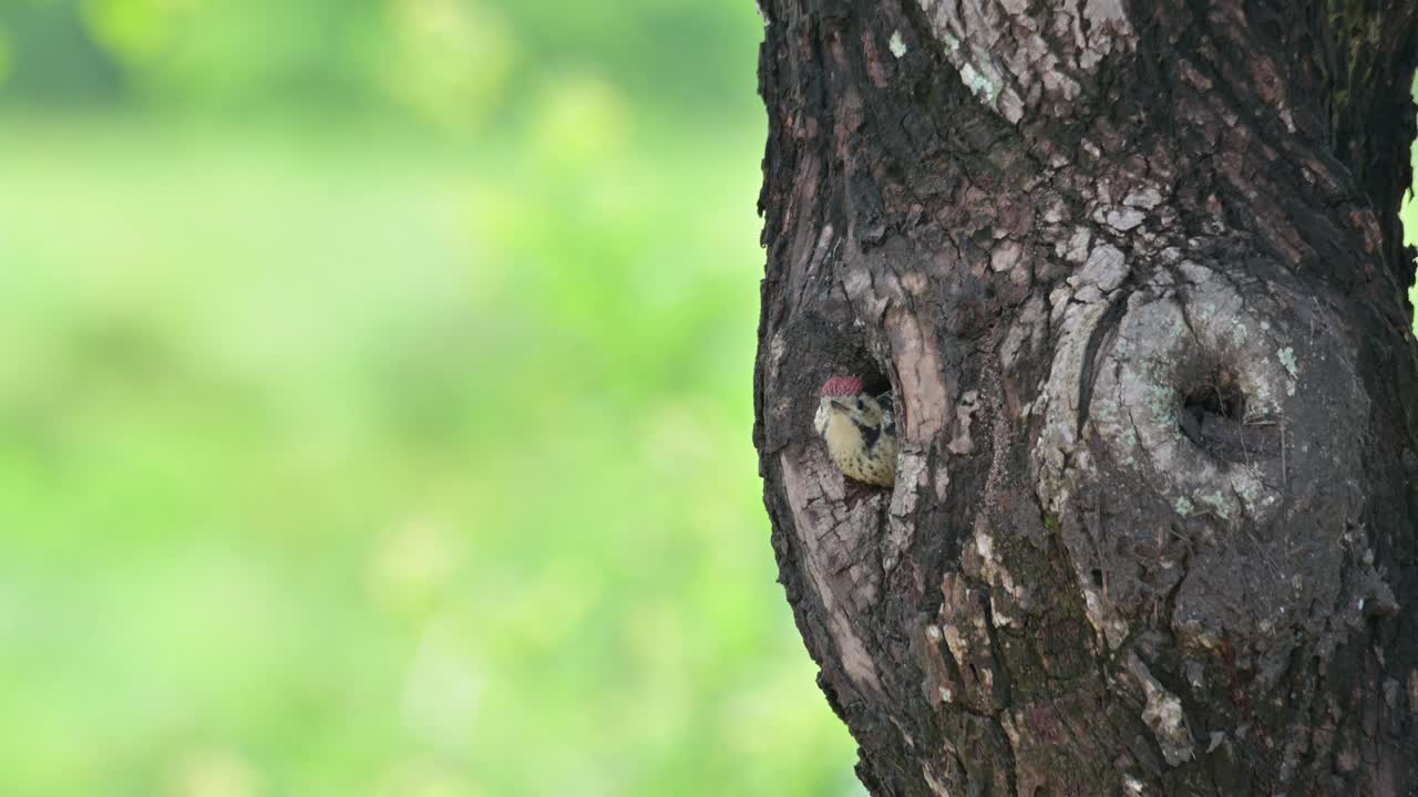 Looking out of its nest waiting for its parent to come feed it while the camera zooms out, Speckle-breasted Woodpecker Dendropicos poecilolaemus, Thailand