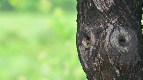 Looking-out-of-its-nest-waiting-for-its-parent-to-come-feed-it-while-the-camera-zooms-out,-Speckle-breasted-Woodpecker-Dendropicos-poecilolaemus,-Thailand