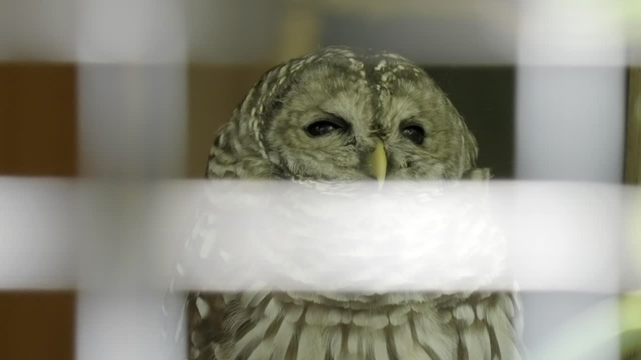 Captive Barred Owl with sleepy, sad eyes looks through the bars of an aviary