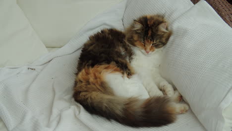 cute norwegian forest cat sleeping on a couch