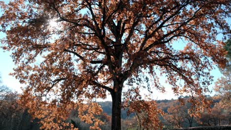 single beech with sunlight through branches and leaves, low-angle view