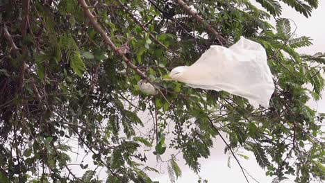 bolsa de plástico atrapada en un árbol