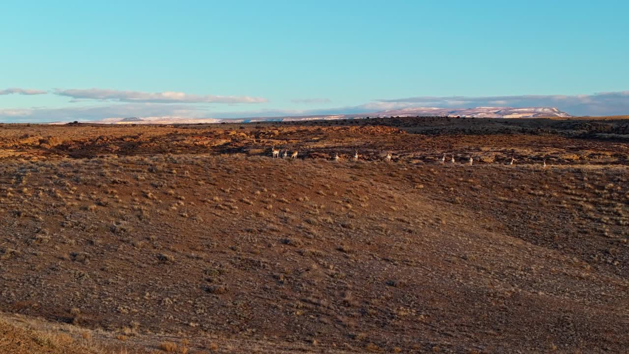 Drone telephoto approach to pronghorn antelope standing above dusty terrain at sunset