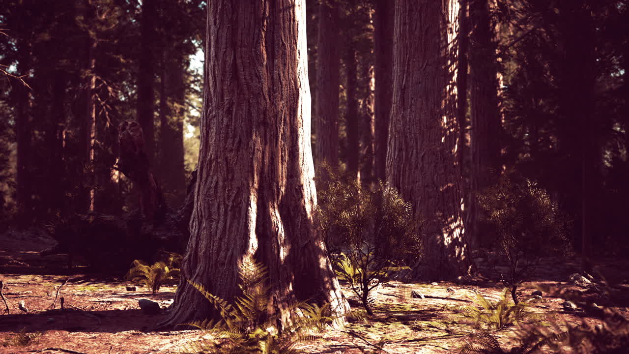 Sequoie Giganti nel Parco Nazionale di Sequoia in California, USA