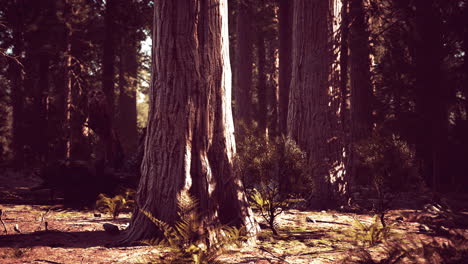 giant sequoias in the sequoia national park in california usa