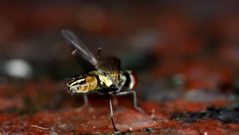 primer plano de una mosca doméstica vista desde atrás, sus patas traseras limpiando las alas