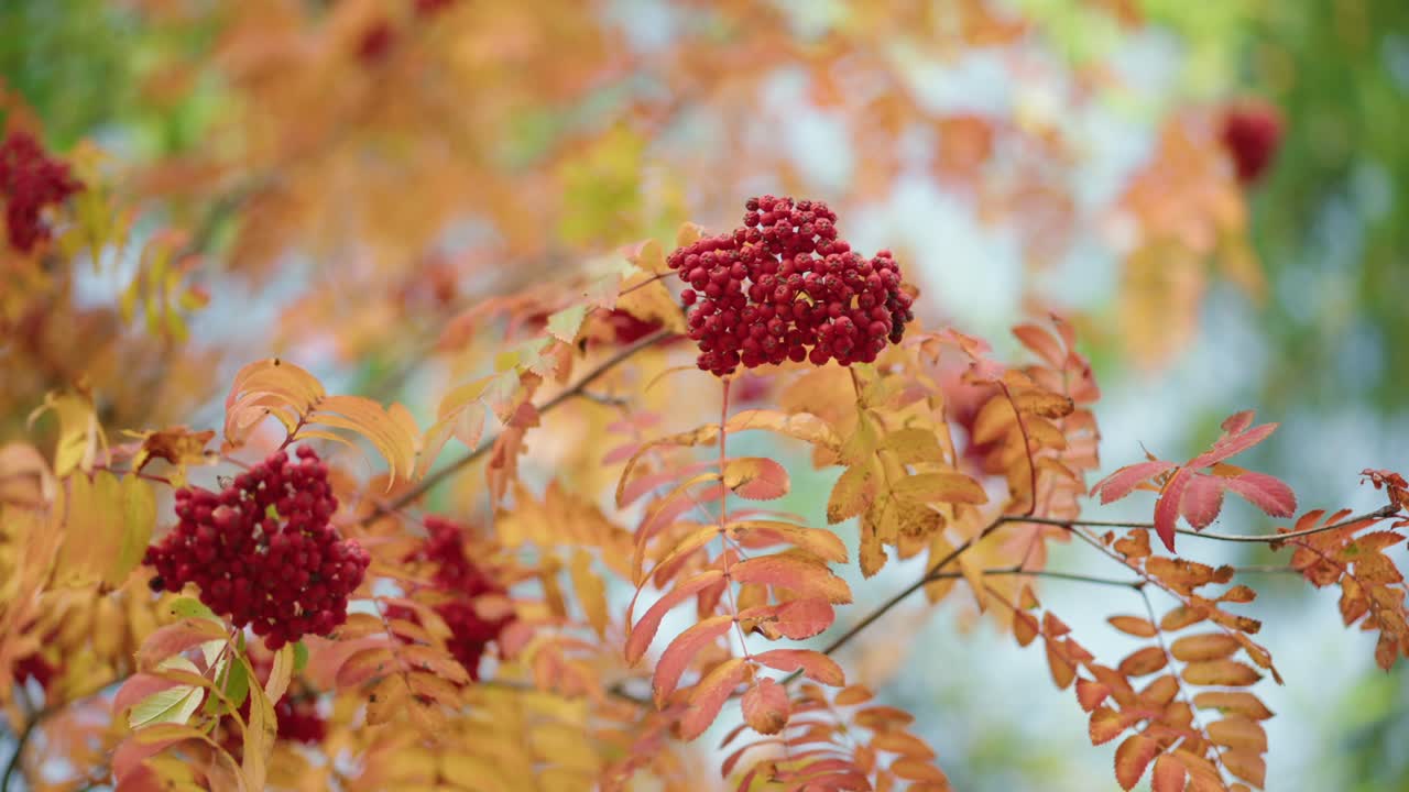 bayas rojas en un arbusto rojo de otoño