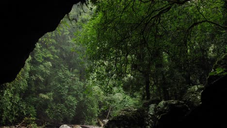 vista de la selva tropical desde el interior de la cueva del puente natural, parque nacional springbrook, interior de la costa dorada, australia