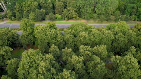 pan de camiones de drones a lo largo de la carretera boscosa gruesa, espacio para el texto a continuación en los árboles