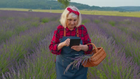 Abuela-Agricultora-Senior-En-El-Campo-Cultivando-Lavanda,-Sosteniendo-Una-Tableta-Digital-Y-Examinando-La-Cosecha