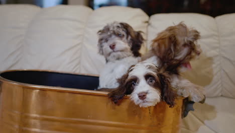 en el sofá de la casa hay una cesta con divertidos cachorros.