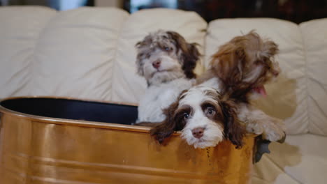 a basket with funny puppies is on the couch in the house.