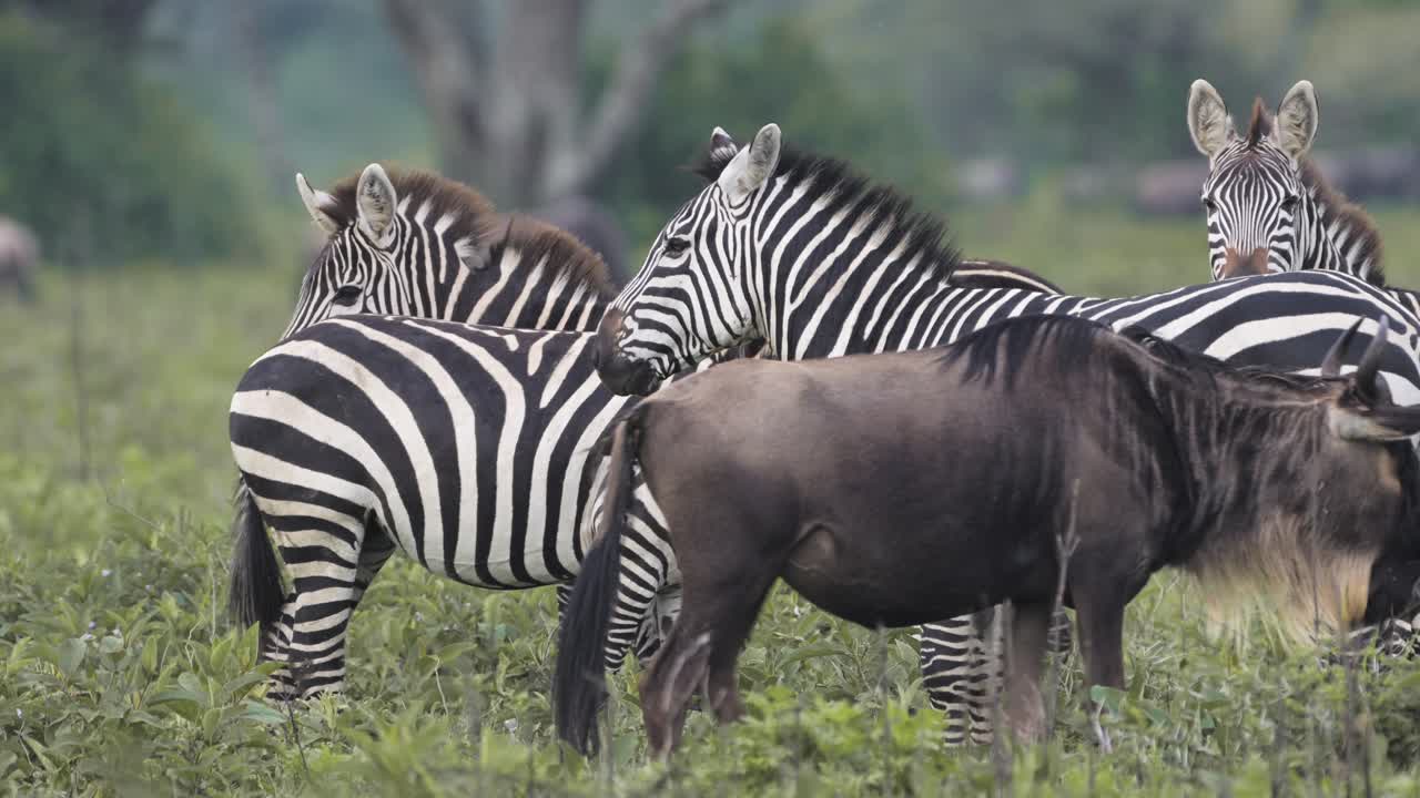 manadas de cebras y gnu en cámara lenta en serengeti en áfrica en tanzania, gran manada de muchas cebras durante la migración, migrando en el parque nacional de serengeti sobre animales africanos safari de vida silvestre