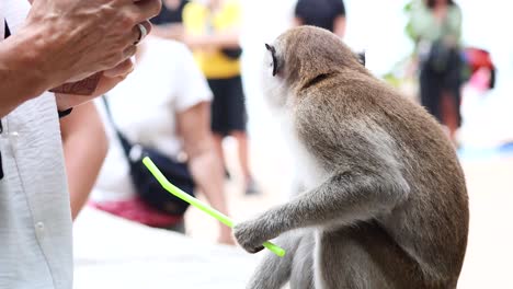 monkey engages with tourists using a straw