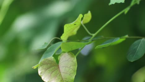 Close-up-of-green-leaves-on-bushes-with-soft-sunlight-shining-through,-HD-Video