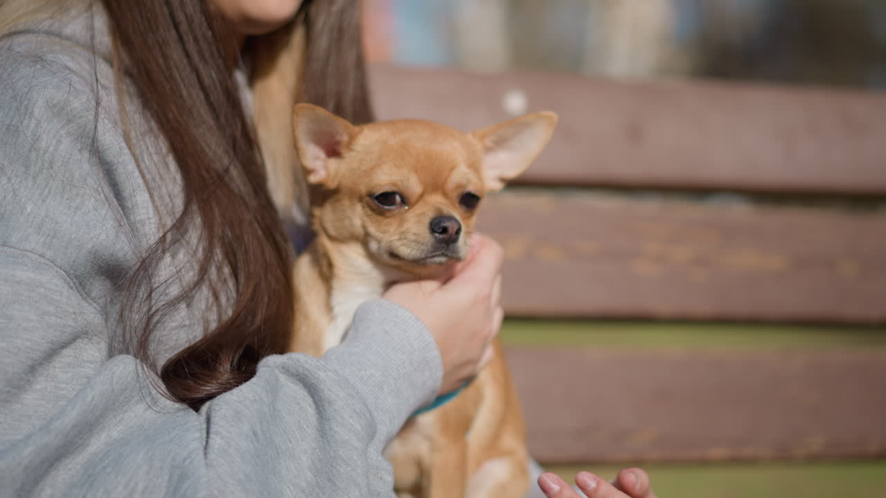 youth calms dog, teenager soothes tiny dog on park bench, young individual gently reassures small dog outdoors, teenage girl with long gray hair supports her tiny pet on sunny park bench