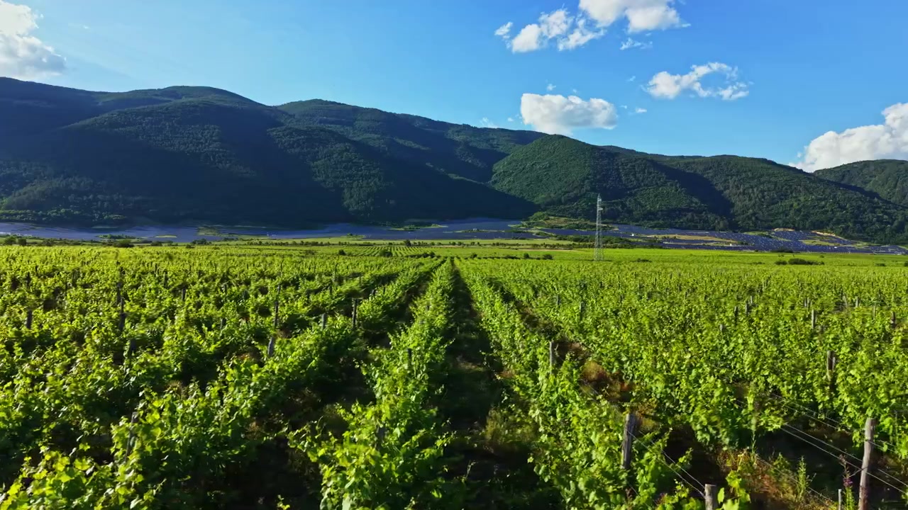 Vigneto in una valle con montagne sullo sfondo e cielo azzurro limpido di giorno