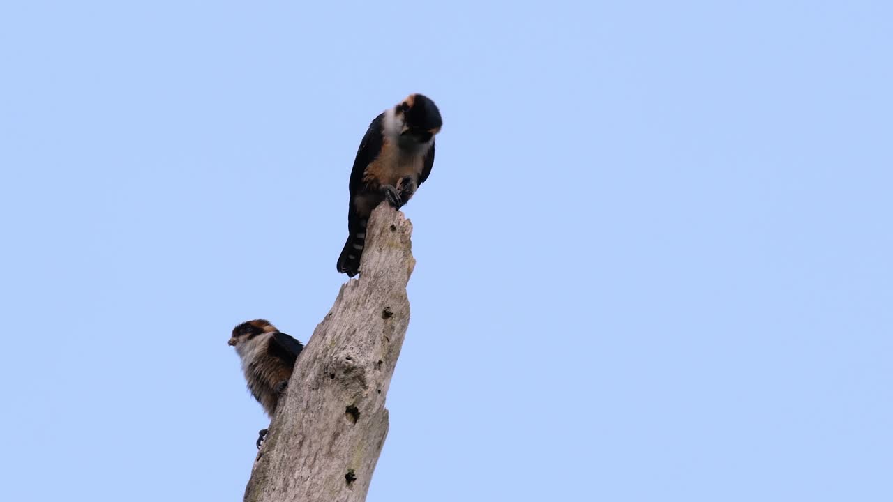 el falconet de muslo negro es una de las aves rapaces más pequeñas que se encuentran en los bosques de algunos países de asia