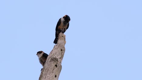 the black-thighed falconet is one of the smallest birds of prey found in the forests in some countries in asia