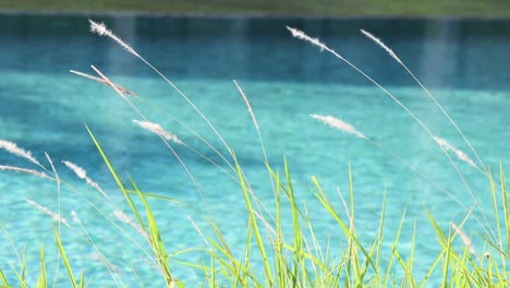 grass moving gently by a serene water body